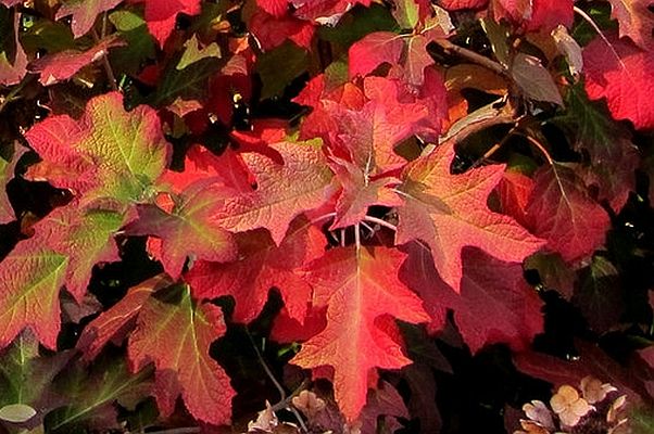 Hydrangea quercifolia 'Burgundy'